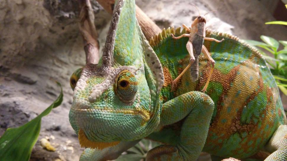 Free Image of Parson\'s chameleon 